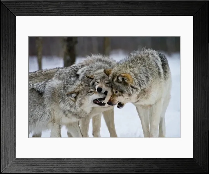 Framed Print : Eastern gray wolves Framed Print : Eastern gray wolves