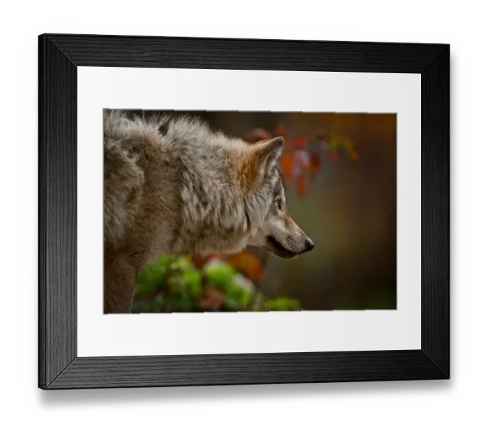 Framed Print : Gray wolf. A Gray or timber wolf is looking off to the right Framed Print : Gray wolf. A Gray or timber wolf is looking off to the right