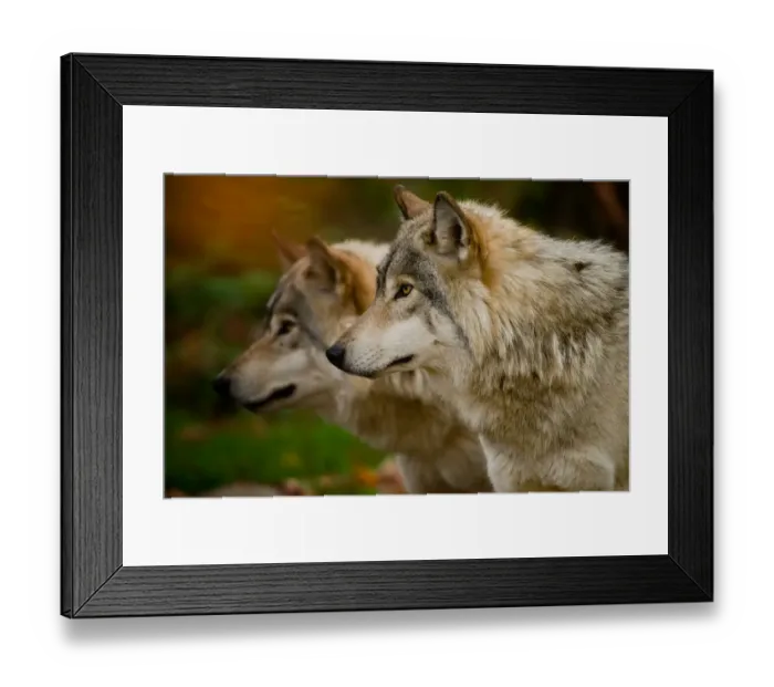 Framed Print : Gray wolves Framed Print : Gray wolves