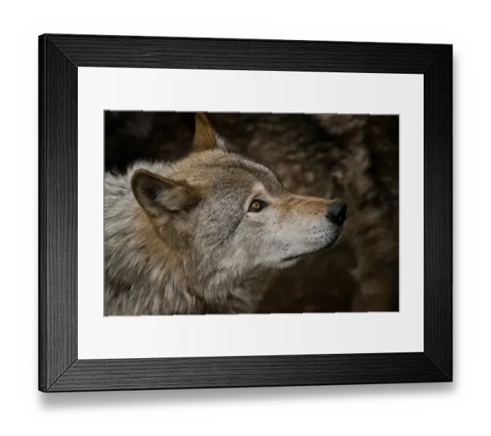 Framed Print : Gray wolf. A portrait of a gray or timber wolf looking up Framed Print : Gray wolf. A portrait of a gray or timber wolf looking up