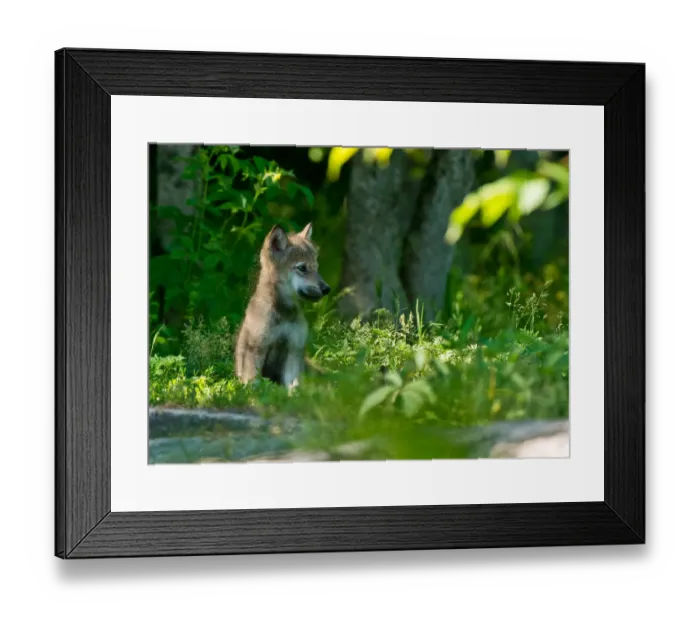 Framed Print : Wolf pup. A Gray or Timber Wolf Pup is sitting in the grass in the shade of a tree Framed Print : Wolf pup. A Gray or Timber Wolf Pup is sitting in the grass in the shade of a tree