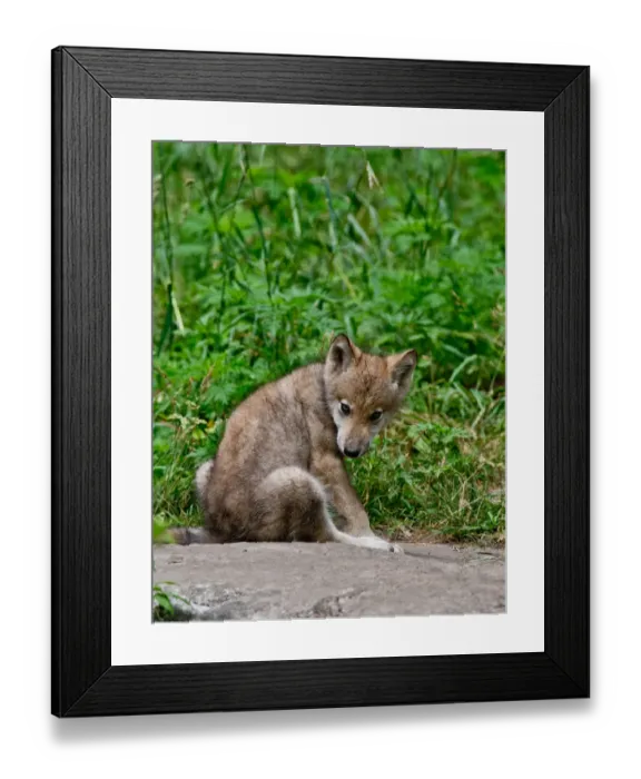 Framed Print : Gray wolf pup Framed Print : Gray wolf pup