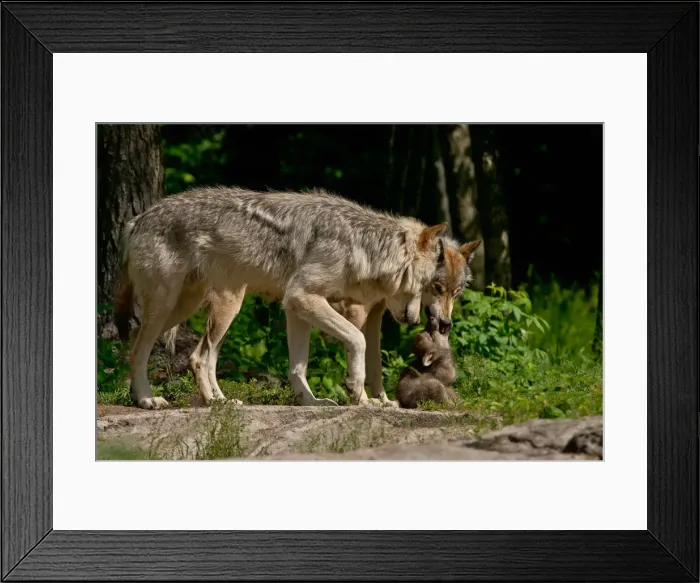 Framed Print : Gray wolves and pup Framed Print : Gray wolves and pup
