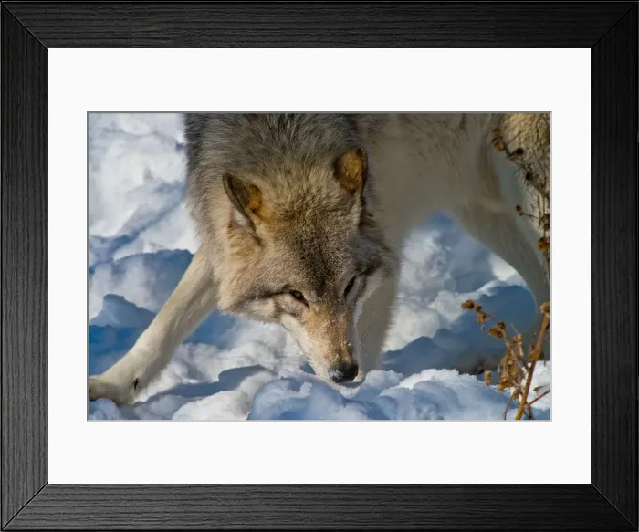 Framed Print : Gray Wolf. An Eastern Gray Wolf or Timber Wolf playing in the snow Framed Print : Gray Wolf. An Eastern Gray Wolf or Timber Wolf playing in the snow