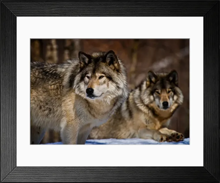 Framed Print : Gray Wolves