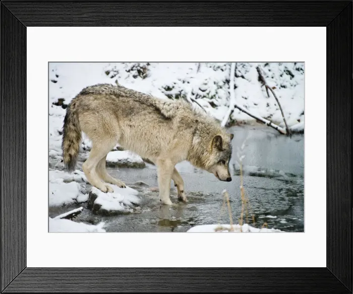 Framed Print : Gray wolf taking a drink Framed Print : Gray wolf taking a drink