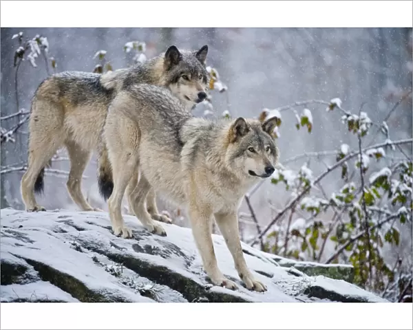 Eastern Gray Wolves In Winter