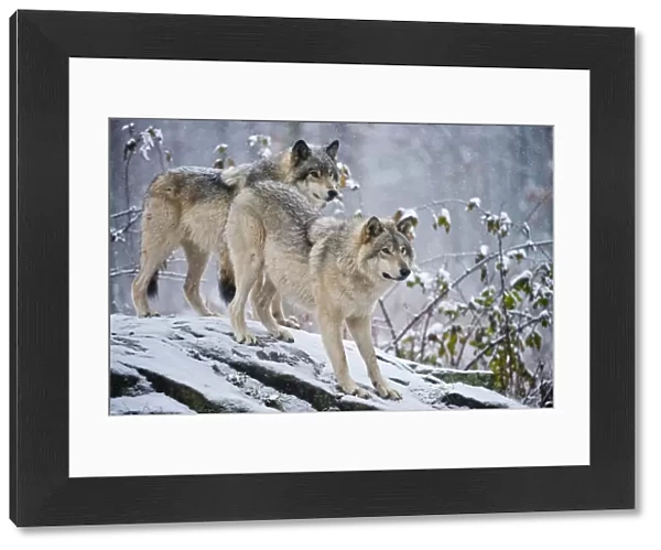 Eastern Gray Wolves In Winter
