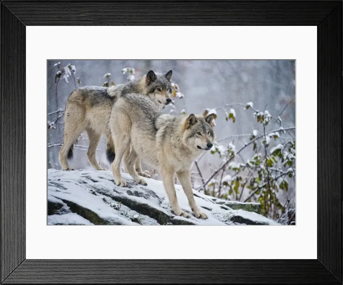 Framed Print : Eastern Gray Wolves In Winter Framed Print : Eastern Gray Wolves In Winter