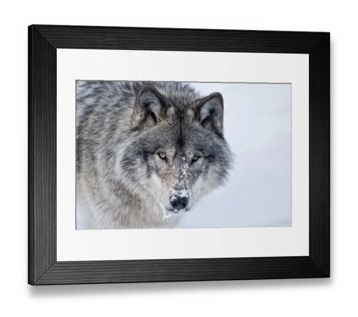 Framed Print : Timber Wolf