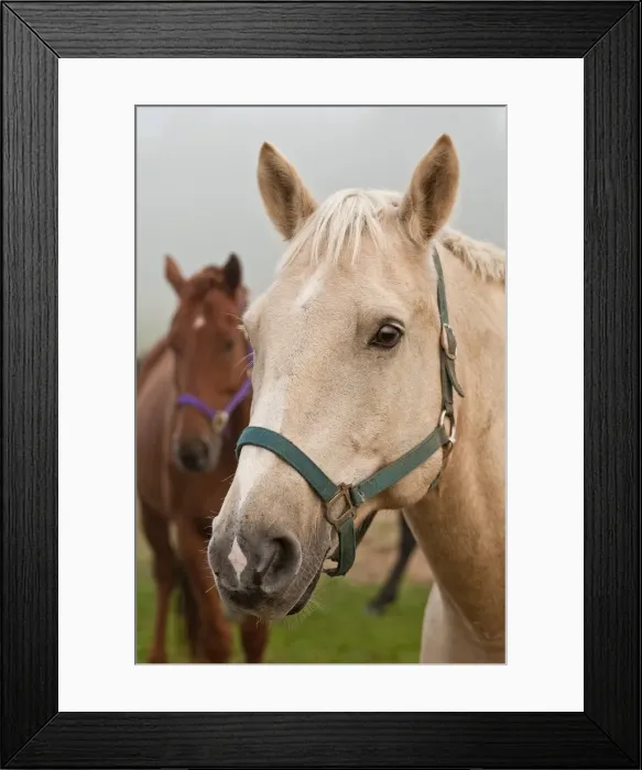 Framed Print : Horses. An extreme closeup of a light brown horse with a green halter Framed Print : Horses. An extreme closeup of a light brown horse with a green halter