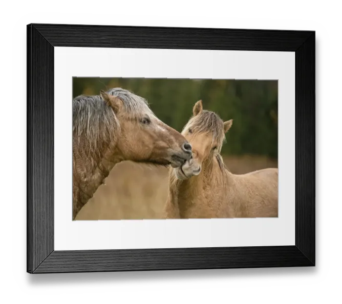 Framed Print : Horse Love Framed Print : Horse Love