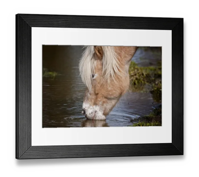 Framed Print : Horse Drinking Framed Print : Horse Drinking