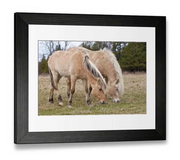 Framed Print : Fjord Horses Framed Print : Fjord Horses