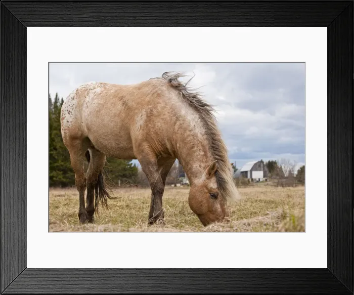 Framed Print : Feeding Time Framed Print : Feeding Time