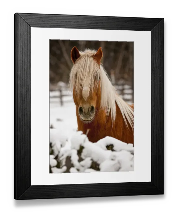 Framed Print : Belgian Horse In Winter Framed Print : Belgian Horse In Winter