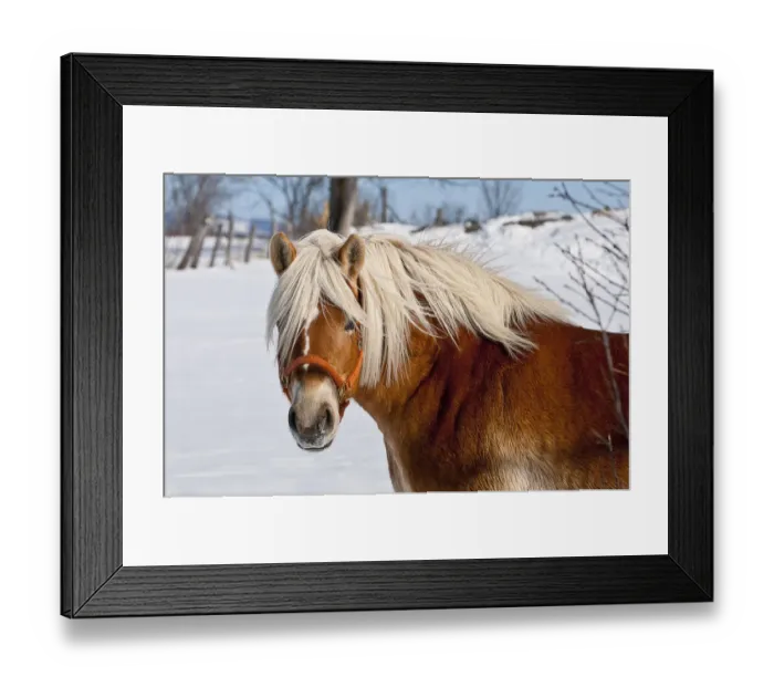 Framed Print : Winter Belgian Horse Framed Print : Winter Belgian Horse