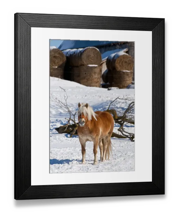 Framed Print : Farm Yard Belgian Framed Print : Farm Yard Belgian