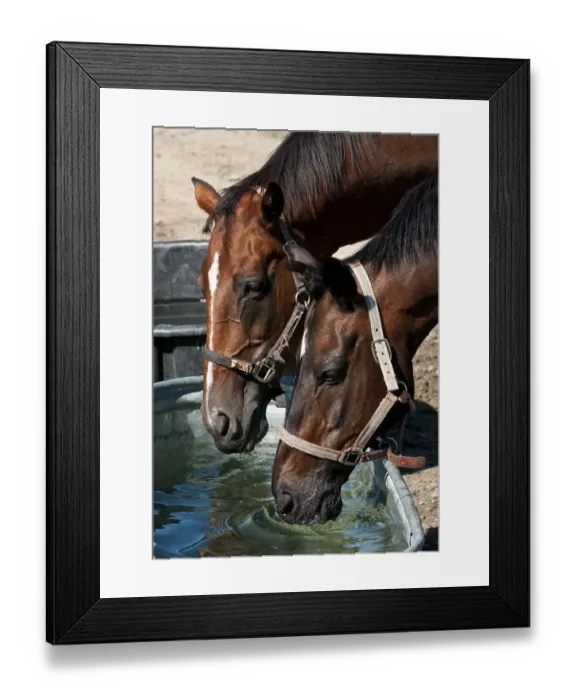 Framed Print : Horses Taking A Drink Framed Print : Horses Taking A Drink