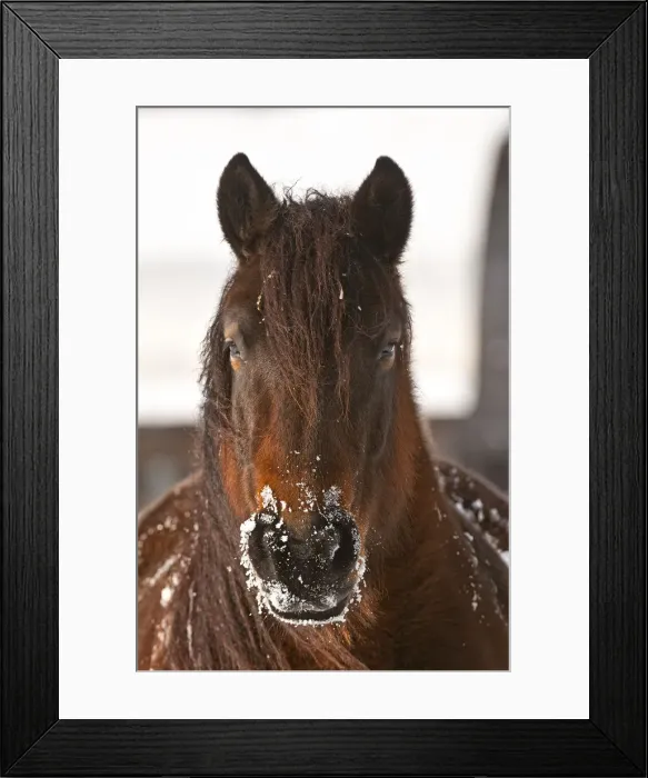 Framed Print : Snow Nose. A brown horse looking straight forward with snow on its muzzle Framed Print : Snow Nose. A brown horse looking straight forward with snow on its muzzle