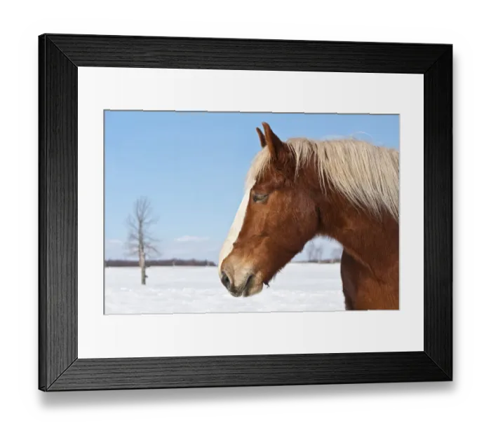 Framed Print : Belgian In Winter Framed Print : Belgian In Winter