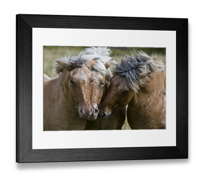Framed Print : Buddies. Three Fjord horses are very close none to nose beside each other Framed Print : Buddies. Three Fjord horses are very close none to nose beside each other