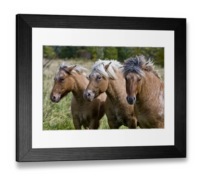 Framed Print : Three Kings Framed Print : Three Kings