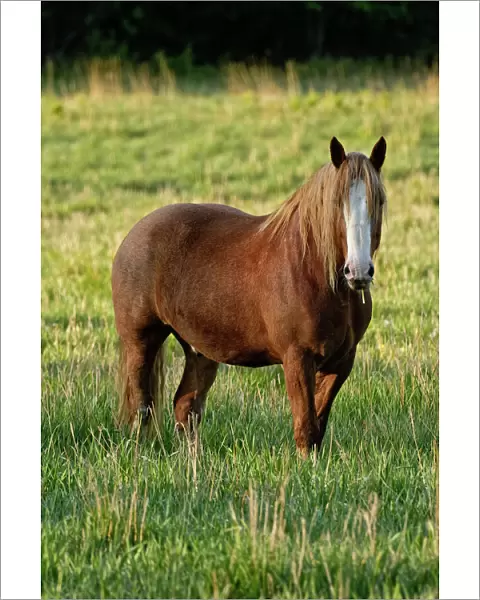 A brown horse is standing in a green grass field