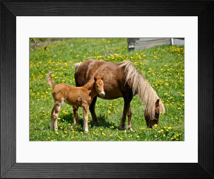 Framed Print : A very young horse is standing beside its mother Framed Print : A very young horse is standing beside its mother