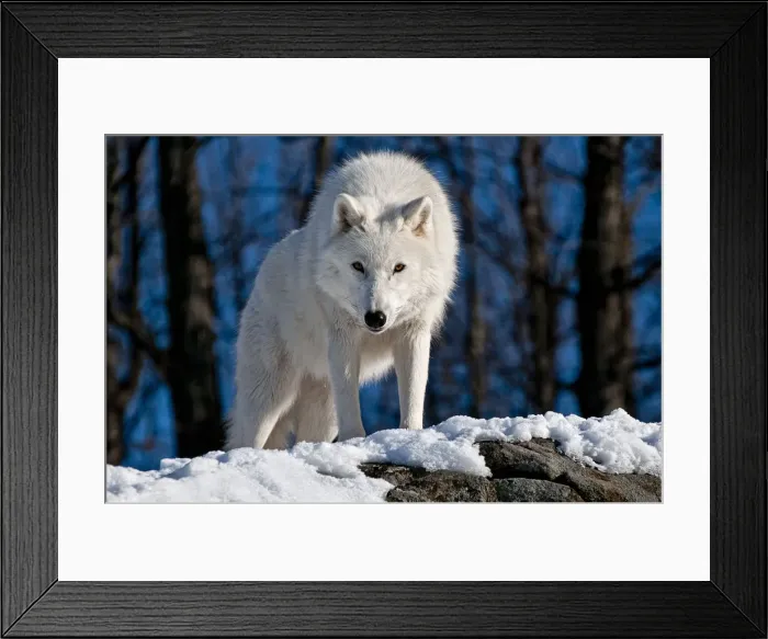 Framed Print : Arctic Wolf Framed Print : Arctic Wolf