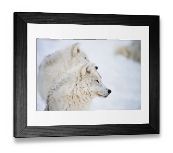 Framed Print : Arctic Wolves Framed Print : Arctic Wolves