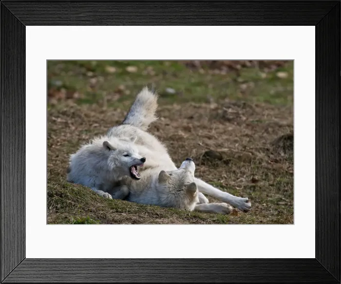 Framed Print : Arctic wolves Framed Print : Arctic wolves
