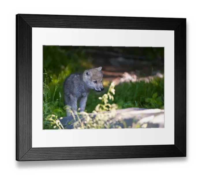 Framed Print : Arctic wolf pup Framed Print : Arctic wolf pup