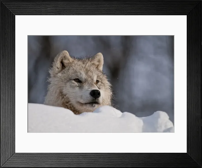 Framed Print : Arctic Wolf Framed Print : Arctic Wolf