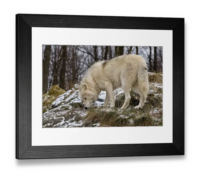 Framed Print : Arctic wolf Framed Print : Arctic wolf