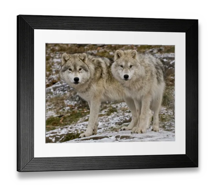 Framed Print : Arctic wolves Framed Print : Arctic wolves