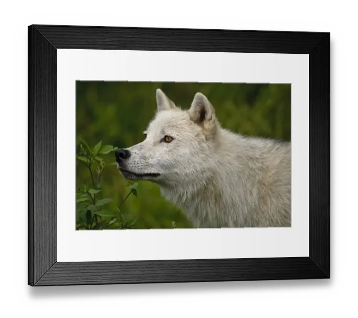 Framed Print : Arctic wolf Framed Print : Arctic wolf