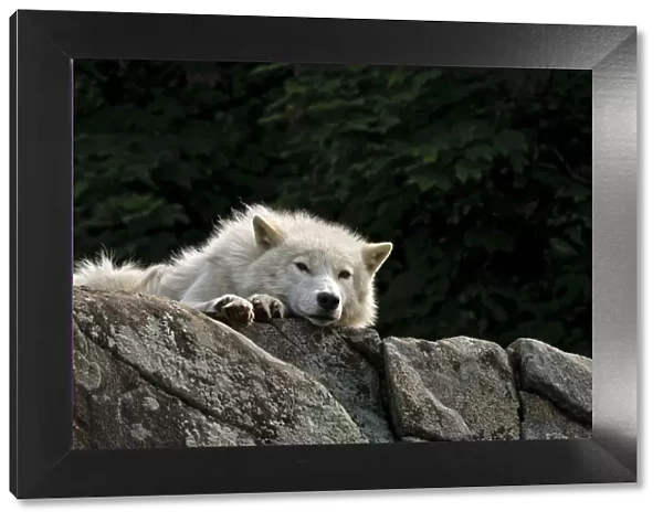 Arctic Wolf Lying On Rock
