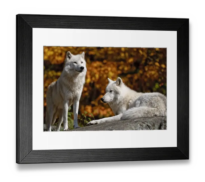 Framed Print : Arctic Wolves On Rock Framed Print : Arctic Wolves On Rock