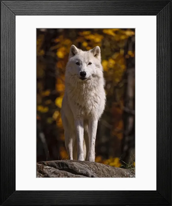 Framed Print : Arctic Wolf Framed Print : Arctic Wolf