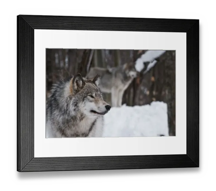 Framed Print : Timber wolves