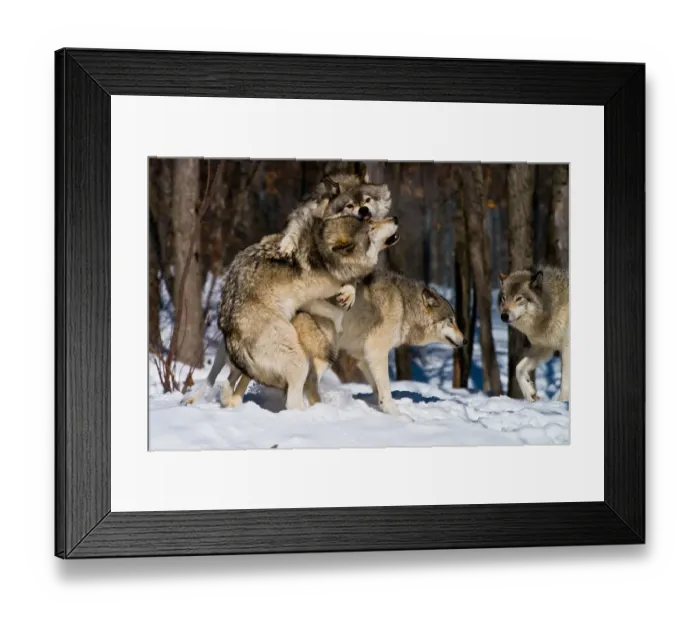 Framed Print : Getting Rough Framed Print : Getting Rough
