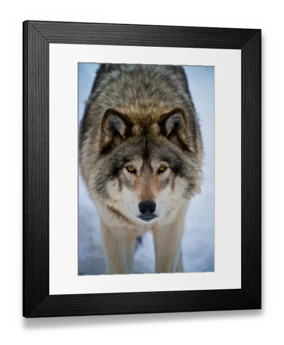 Framed Print : Timber Wolf Framed Print : Timber Wolf