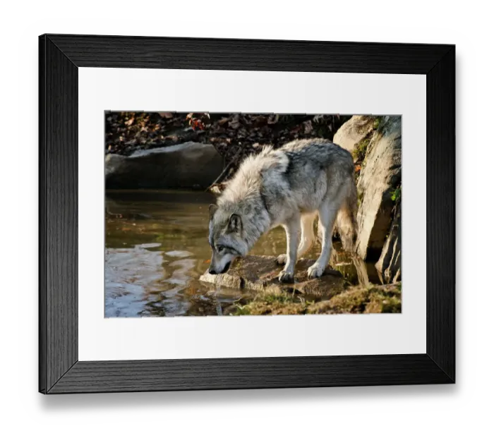 Framed Print : Taking A Drink Framed Print : Taking A Drink