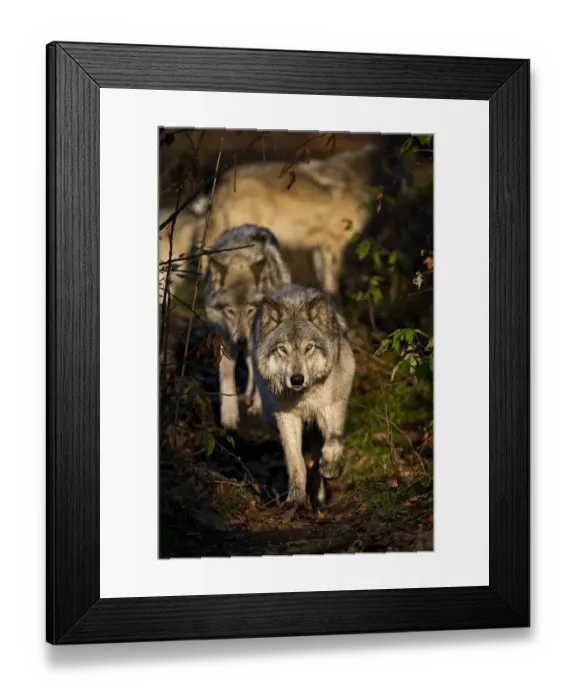 Framed Print : On The Right Path