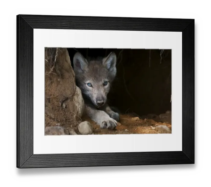 Framed Print : Timber wolf pup Framed Print : Timber wolf pup