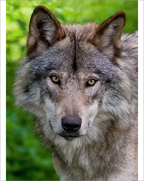 Timber Wolf Pictures