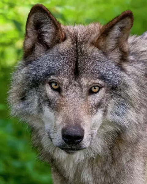Timber Wolf Pictures