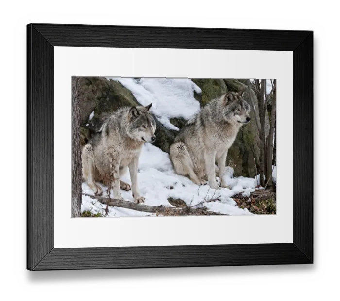 Framed Print : Two Timber Wolves Framed Print : Two Timber Wolves