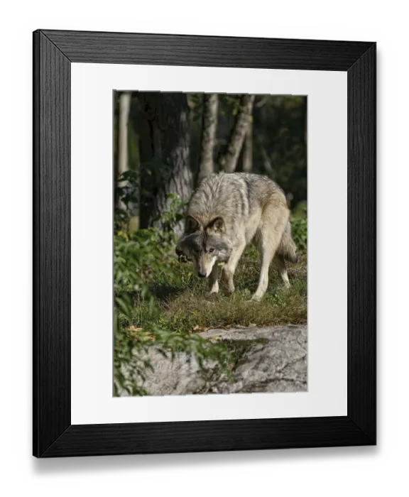 Framed Print : Timber Wolf Framed Print : Timber Wolf